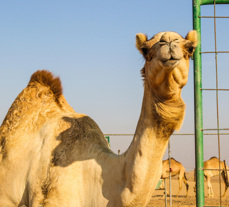 From Dubai: Desert Safari, BBQ, Quad Biking, Shisha & Drinks