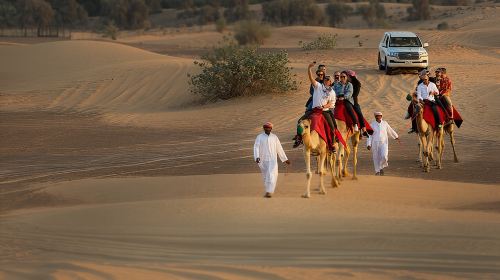 Sunset Camel Trekking, Falcon Show & VIP BBQ Dinner Day Tours