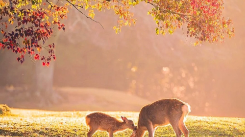 1-day tour to Nara Park deer + Fushimi Inari Taisha + Kyoto ancient temples in Kansai, Japan