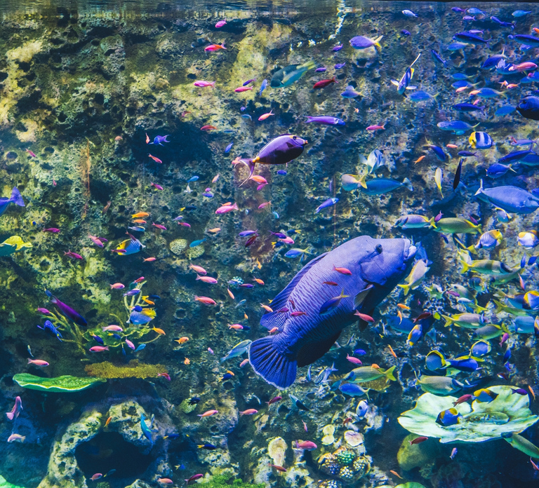 Cairns Aquarium General Admission Ticket