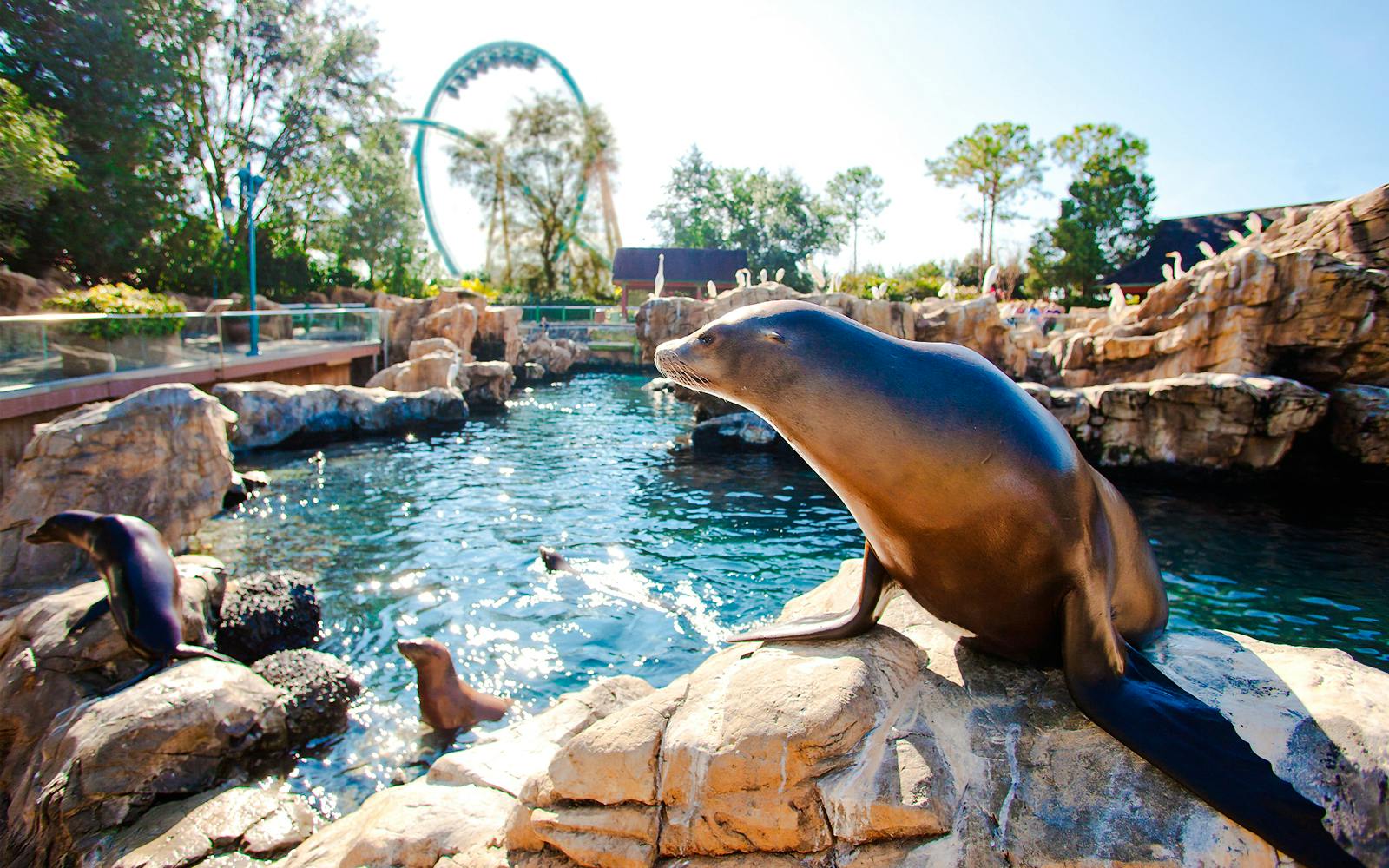 Aquatica Orlando 3-Park Tickets