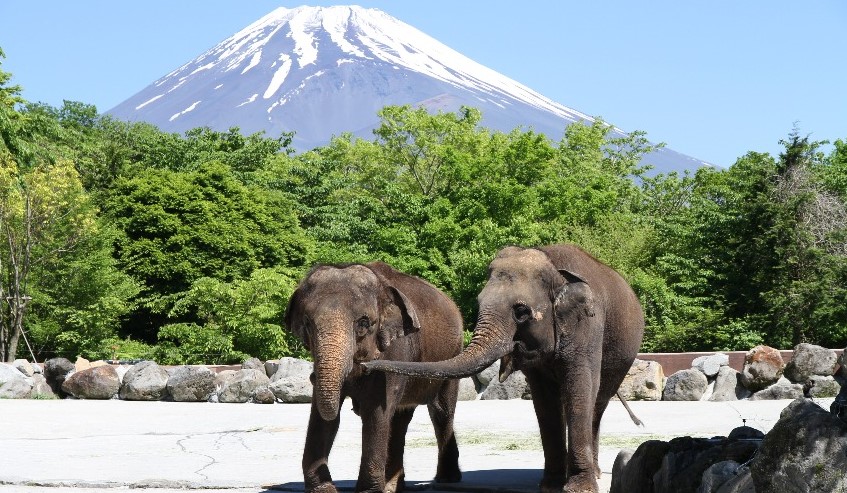 FUJI SAFARI PARK, Fuji Safari Park, Oshino Hakkai, and Oishi Park One Day Tour