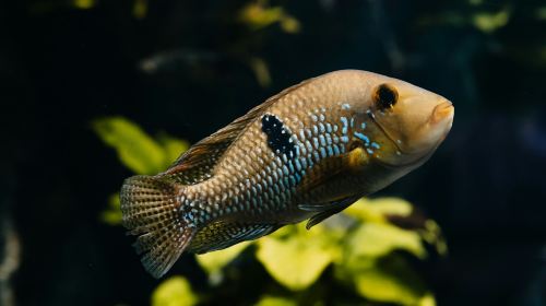 Aquarium du Grand Lyon: Entry Ticket Child