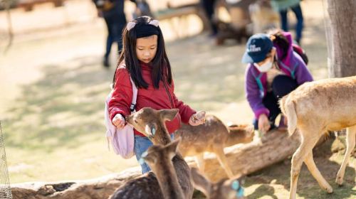 Wonderland of Deer