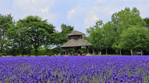 Furano highland tomita farm panoramic flower gardens shikisai-no-oka shirogane blue pond (aoiike) sightseeing bus