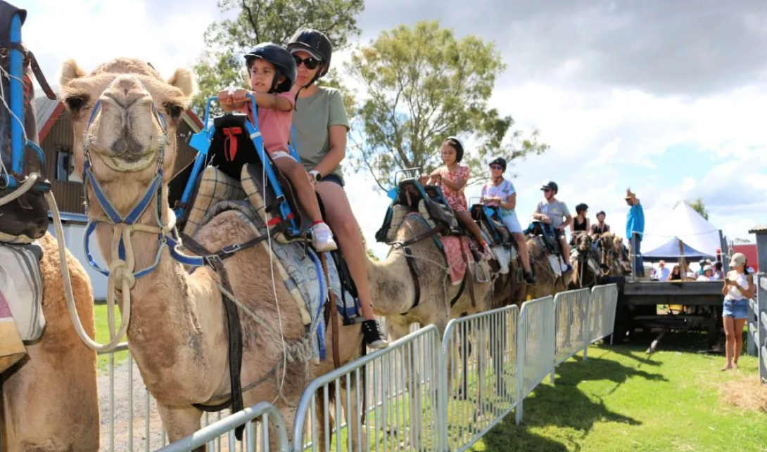Summer Land Camel Trail Ride - 40 Minutes