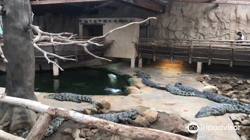 Alligator Bay