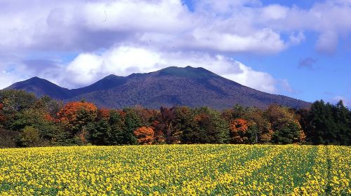 Furano & Biei Customised Private Day Tour (Up to 3 Pax/11 Hours) Day Tours