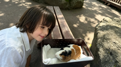1-day tour to Umi Jigoku/Kamado Jigoku + Yufuin + African safari Day Tours