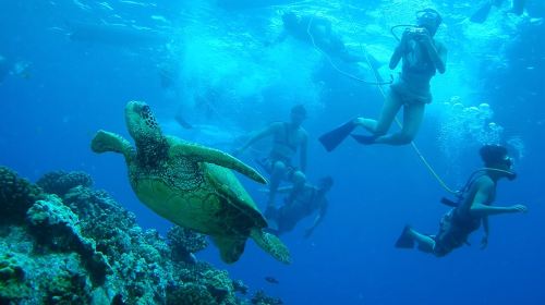 Molokini and Turtle Town Snorkel Adventure aboard Pride of Maui