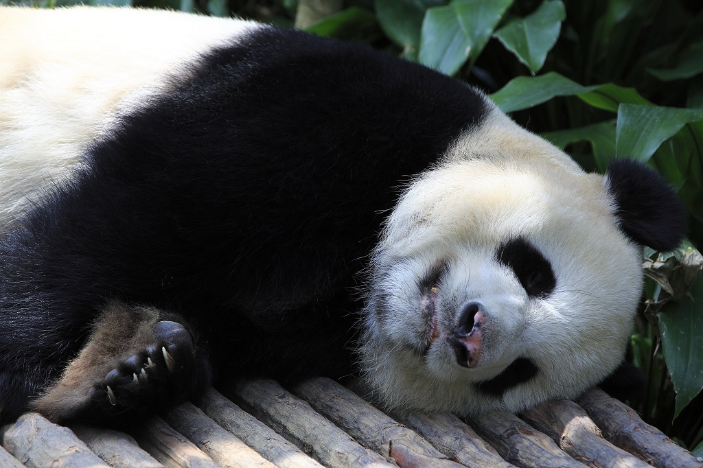 Safari Park Shenzhen