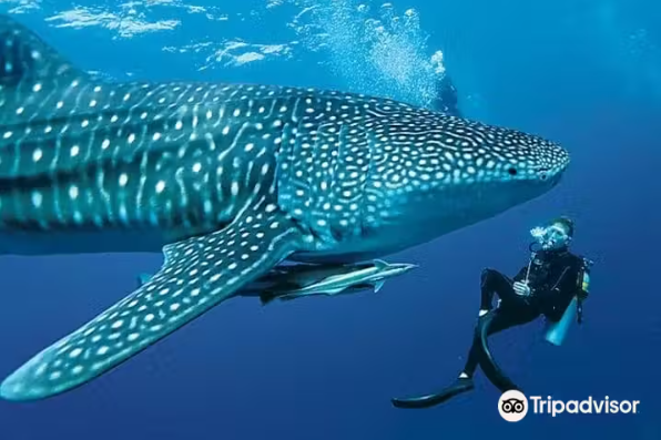 Oslob Whale Shark Watching