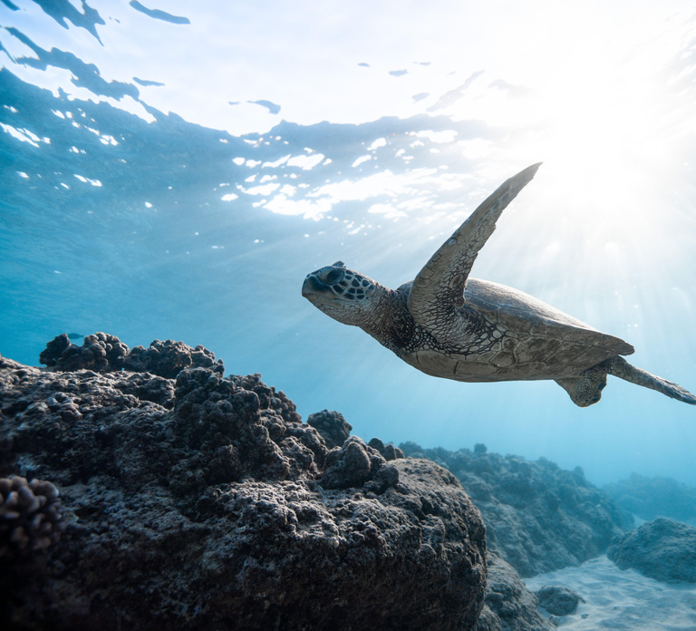 Snorkel the Vibrant Reefs of Khor Fakkan