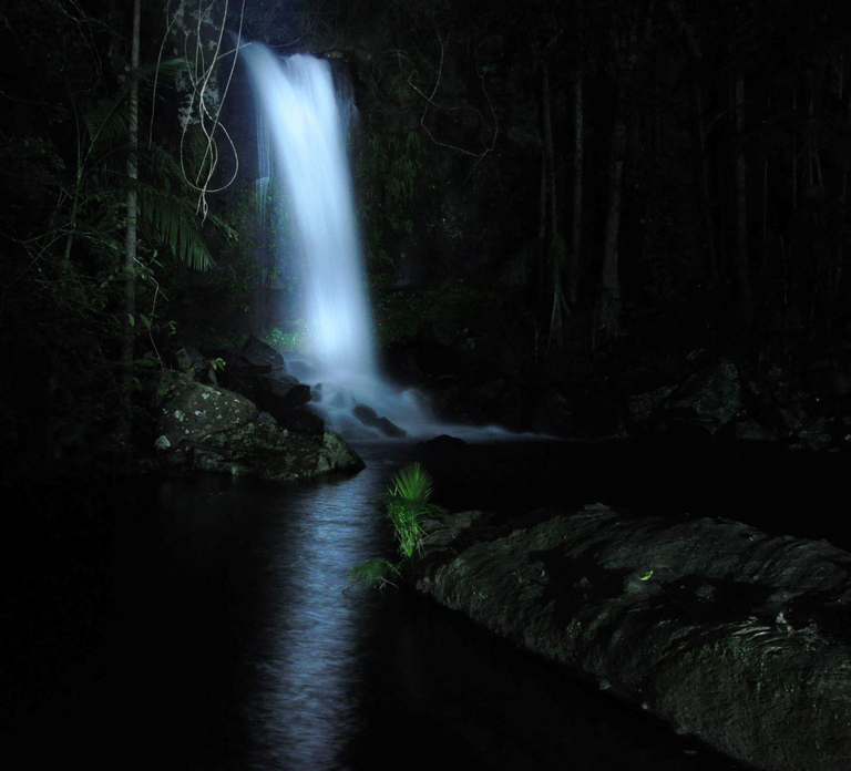 Gold Coast: Evening Rainforest and Glow Worm Experience