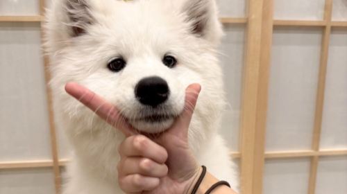 Samoyed in Harajuku: The Fluffiest Spot on Takeshita Street Play Now