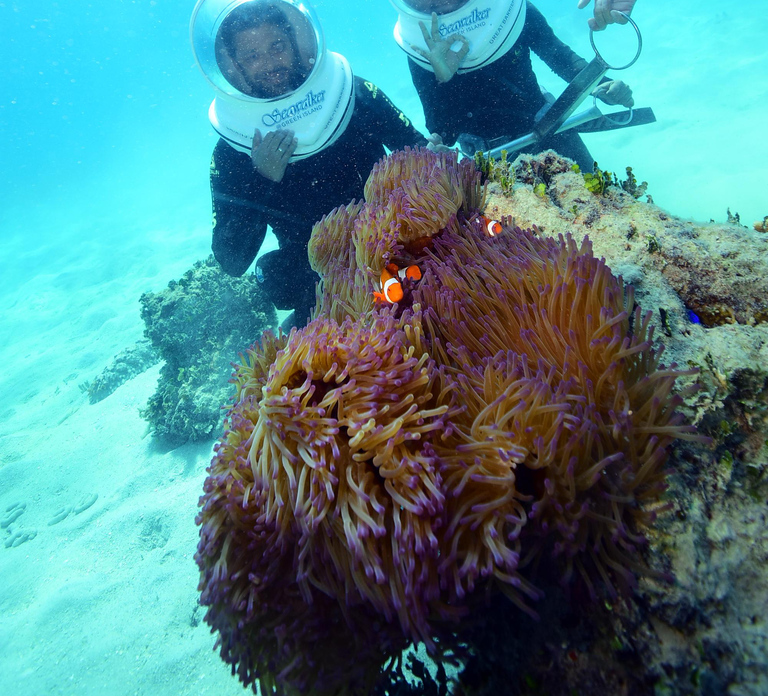 Cairns: Green Island and Seawalker Helmet Dive Combo