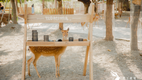 Paradise of deer