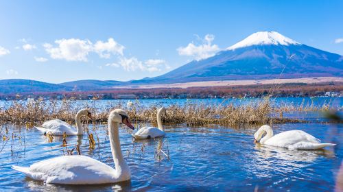 [Guaranteed Departure] Mt. Fuji Signature Photo Spots One Day Tour Day Tours