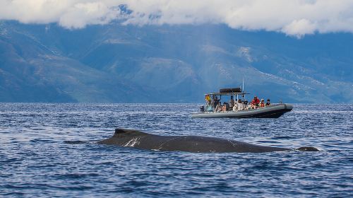 Eco-Raft Tour: Eye-Level Whale or Dolphin Watching from Lahaina