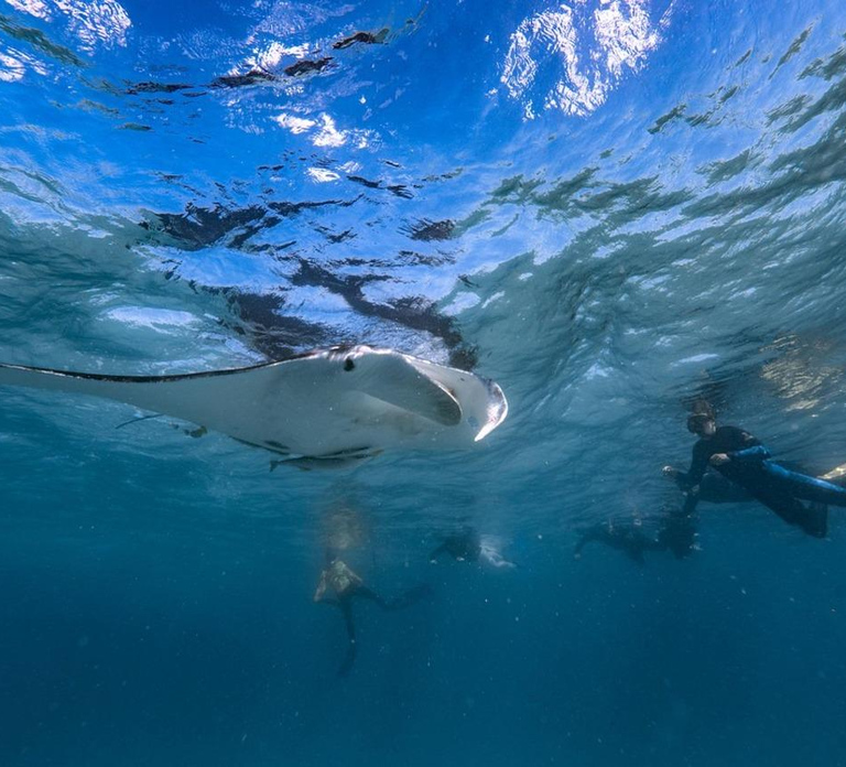 Coral Bay: Full Day Ningaloo Reef with Manta Rays Tour