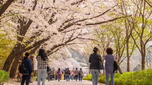 Seoul Private private charter(4-10 hours) – Seoul Seongsu-dong Cafe Street Airport Airport Transfers