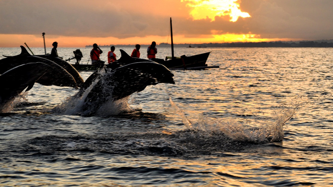Saraswati Lovina Dolphin Tour – Sunrise & Wildlife Adventure