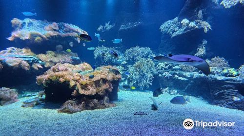 Loebbecke-Museum und Aquazoo