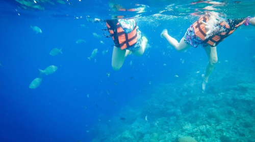 Bohol Island Dolphin Watching & Balicasag Island Snorkeling & Loboc River & Chocolate Hills & Tarsier & Butterfly Garden