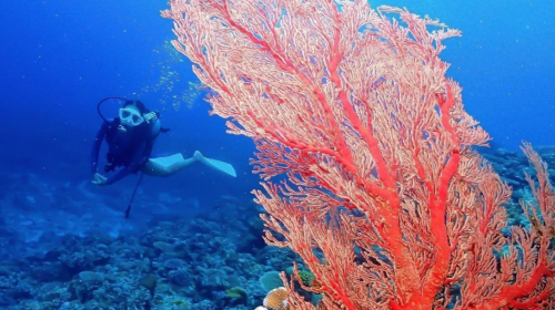 Okinawa Kerama Islands Snorkeling Experience/FUN Diving Tour from Naha, Japan