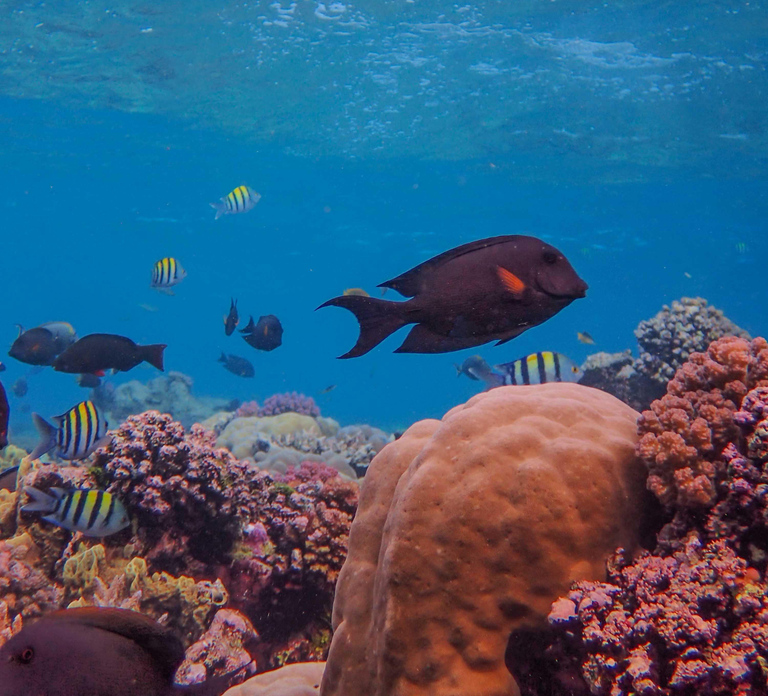 Snorkel Khor Fakkan's Colorful Shores