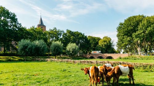 Day Tour to Windmill Village, Edam, and Marken from Amsterdam, Netherlands