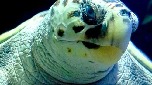 Lanzarote Aquarium: Skip The Line Ticket Senior