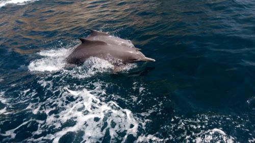 From Dubai Safari: Musandam Coastal Safari with Lunch Day Tours