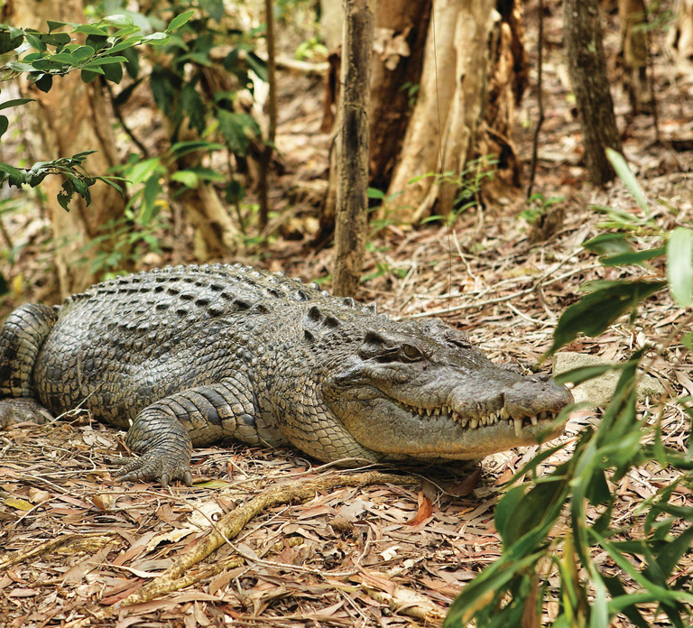 Cairns: Hartley's Crocodile Adventures Visit with Transfer