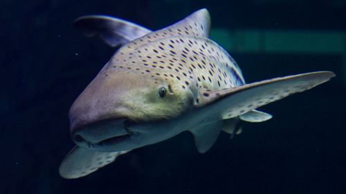 Seaquarium Institut Marin