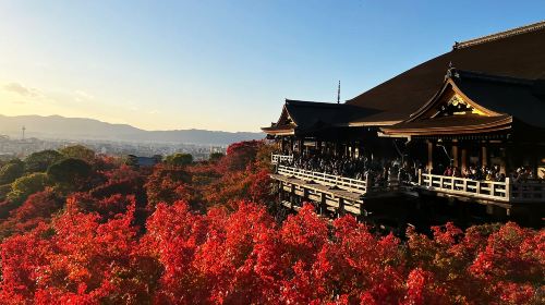 A day trip to Kyoto's ancient architecture, Nara Park with adorable deer, and Fushimi Inari Shrine
