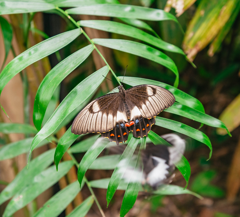 Cairns: Best of the Kuranda Rainforest Full-Day Tour & Lunch