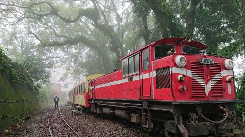 Alishan day tour – Tianchang-Dijiu & Alishan Forest Railway & tea-picking experience