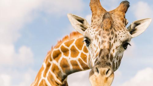 Wild Florida Drive-Thru Safari and Gator Park Admission Day Tours