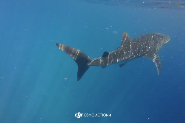 Oslob Whale Shark Watching