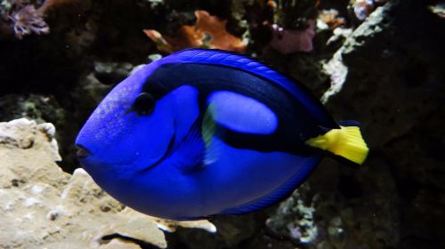 Acuario do Grove
