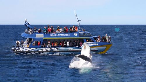 4.5-hour Whale and Dolphin Discovery Tour in Auckland, New Zealand [Water Viewing/Ocean Cruise/Crew Guide] Transport Passes