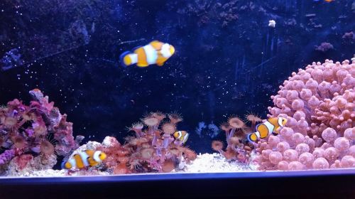 Aquarium of Lyon