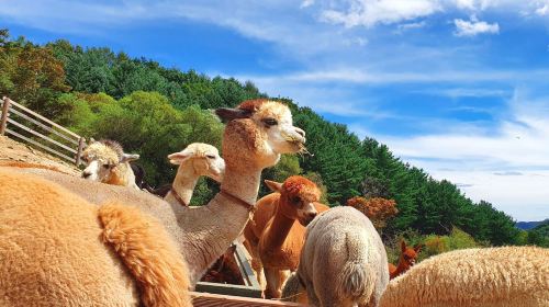 (10 hrs) Private charter for Chuncheon route in South Korea – Chuncheon