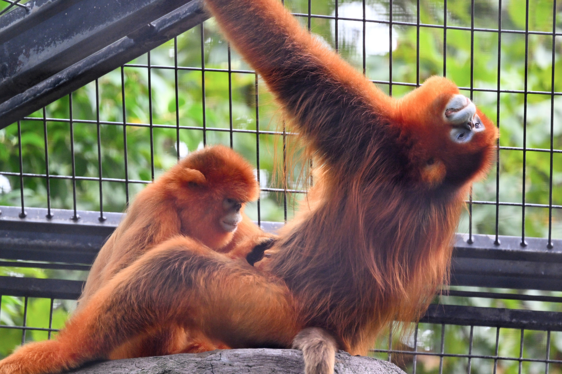 Shanghai Zoo