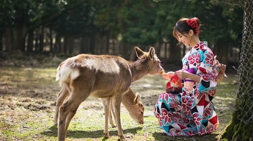Kyoto & Nara 1-day tour | Kiyomizu-dera Temple + Nara Park + Fushimi Inari Taisha (guaranteed departure) Day Tours