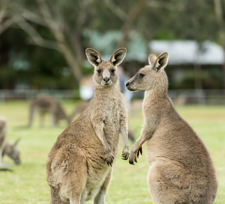 From Melbourne Grampians National Park Kangaroos Guided Tour