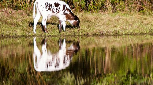 Wild Florida Drive-Thru Safari and Gator Park Admission Day Tours