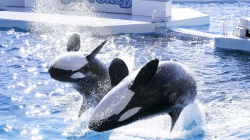 Kamogawa Seaworld