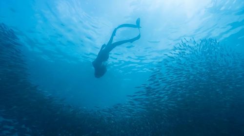 Philippines Moalboal Sardine Run Diving